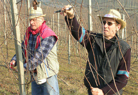 Potatura - Cantina di Cristiano Nota ed Aurelio Nota